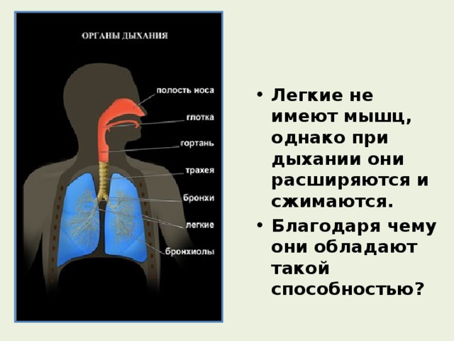 Легкие не имеют мышц, однако при дыхании они расширяются и сжимаются. Благодаря чему они обладают такой способностью? 