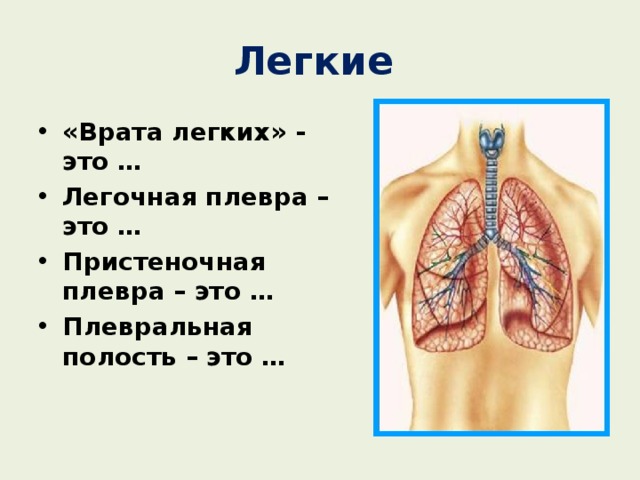 Легкие  «Врата легких» - это … Легочная плевра – это … Пристеночная плевра – это … Плевральная полость – это … 