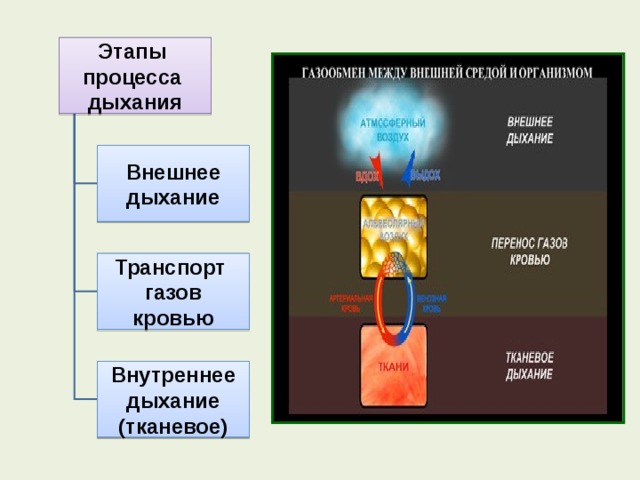 Этапы процесса дыхания Внешнее дыхание Транспорт газов кровью Внутреннее дыхание (тканевое) 