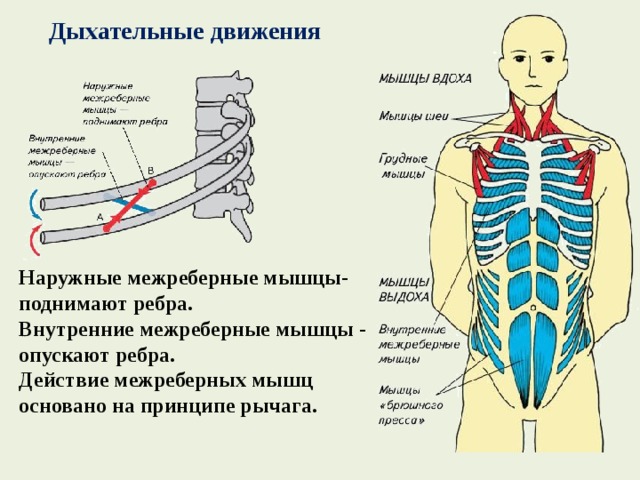 Дыхательные движения Наружные межреберные мышцы- поднимают ребра. Внутренние межреберные мышцы - опускают ребра. Действие межреберных мышц основано на принципе рычага. 