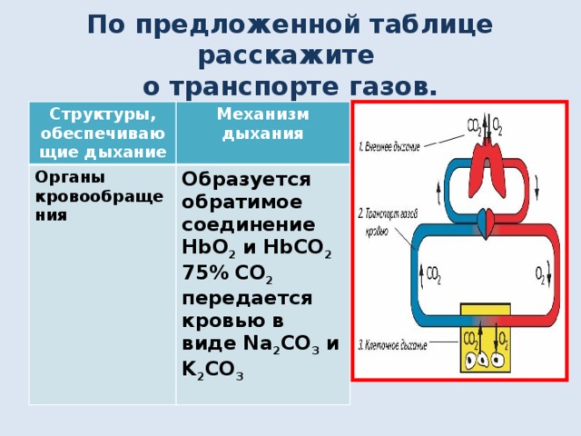 По предложенной таблице расскажите  о транспорте газов. Структуры, обеспечивающие дыхание Механизм дыхания Органы кровообращения Образуется обратимое соединение HbO 2 и HbCO 2 75% СО 2 передается кровью в виде Na 2 CO 3 и K 2 CO 3  