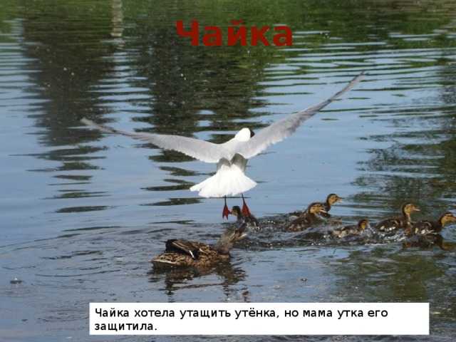Чайка Чайка хотела утащить утёнка, но мама утка его защитила. 