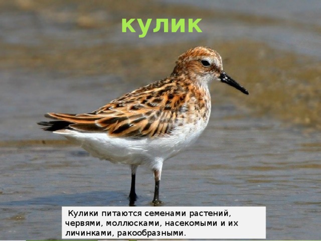 кулик   Кулики питаются семенами растений, червями, моллюсками, насекомыми и их личинками, ракообразными.  