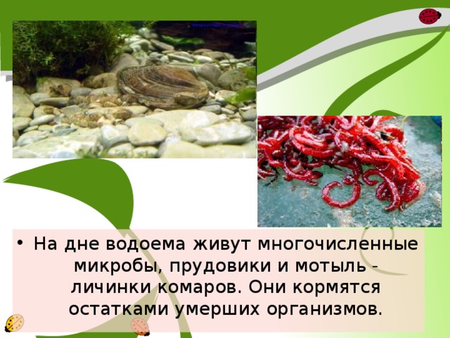 На дне водоема живут многочисленные микробы, прудовики и мотыль - личинки комаров. Они кормятся остатками умерших организмов. 
