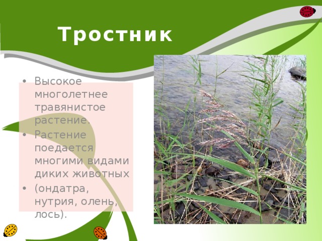 Тростник Высокое многолетнее травянистое растение. Растение поедается многими видами диких животных (ондатра, нутрия, олень, лось). 