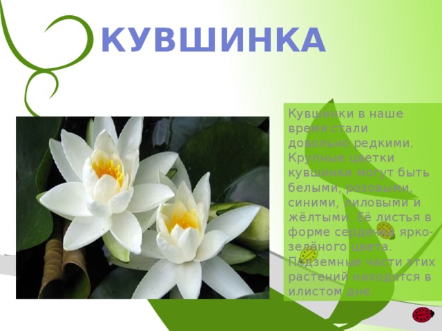 КУВШИНКА Кувшинки в наше время стали довольно редкими. Крупные цветки кувшинки могут быть белыми, розовыми, синими, лиловыми и жёлтыми. Её листья в форме сердечка ярко-зелёного цвета. Подземные части этих растений находятся в илистом дне. 