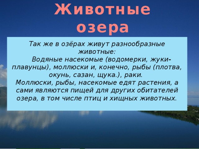 Животные озера Так же в озёрах живут разнообразные животные:  Водяные насекомые (водомерки, жуки-плавунцы), моллюски и, конечно, рыбы (плотва, окунь, сазан, щука.), раки. Моллюски, рыбы, насекомые едят растения, а сами являются пищей для других обитателей озера, в том числе птиц и хищных животных. 