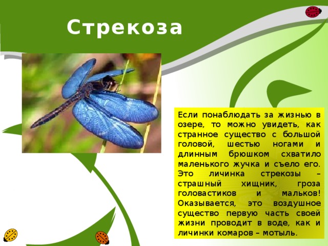 Стрекоза Если понаблюдать за жизнью в озере, то можно увидеть, как странное существо с большой головой, шестью ногами и длинным брюшком схватило маленького жучка и съело его. Это личинка стрекозы – страшный хищник, гроза головастиков и мальков! Оказывается, это воздушное существо первую часть своей жизни проводит в воде, как и личинки комаров – мотыль.  