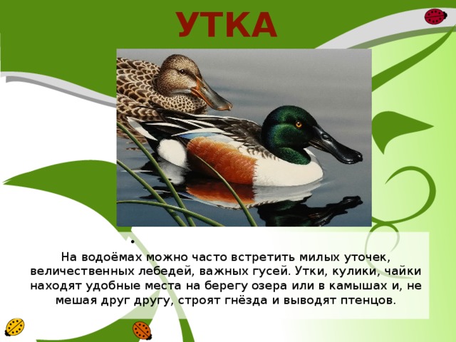 УТКА  На водоёмах можно часто встретить милых уточек, величественных лебедей, важных гусей. Утки, кулики, чайки находят удобные места на берегу озера или в камышах и, не мешая друг другу, строят гнёзда и выводят птенцов. 
