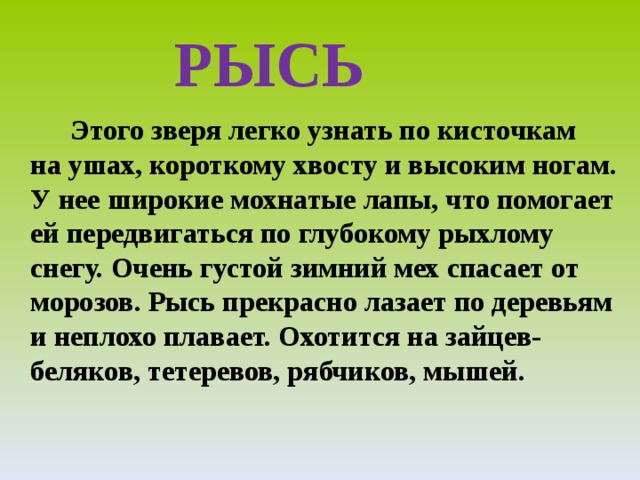  РЫСЬ  Этого зверя легко узнать по кисточкам на ушах, короткому хвосту и высоким ногам. У нее широкие мохнатые лапы, что помогает ей передвигаться по глубокому рыхлому снегу. Очень густой зимний мех спасает от морозов. Рысь прекрасно лазает по деревьям и неплохо плавает. Охотится на зайцев-беляков, тетеревов, рябчиков, мышей.  