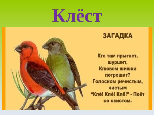 Клёст 