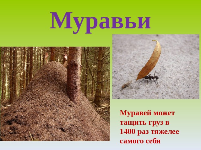 Муравей тащит груз фото