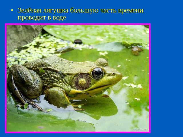 Зелёная лягушка большую часть времени проводит в воде 