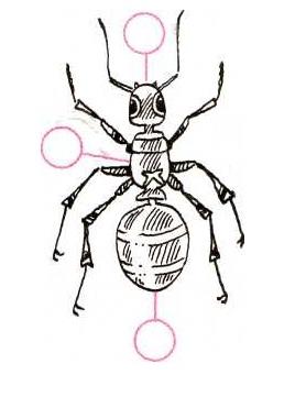 Строение муравья рисунок