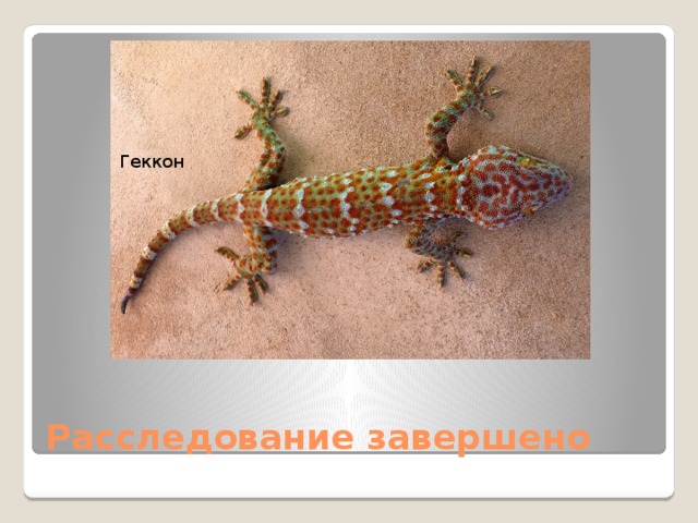 Геккон Расследование завершено 
