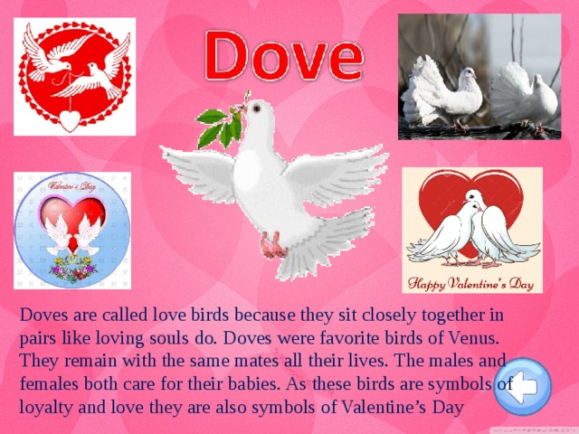 Doves are called love birds because they sit closely together in pairs like loving souls do. Doves were favorite birds of Venus. They remain with the same mates all their lives. The males and females both care for their babies. As these birds are symbols of loyalty and love they are also symbols of Valentine’s Day