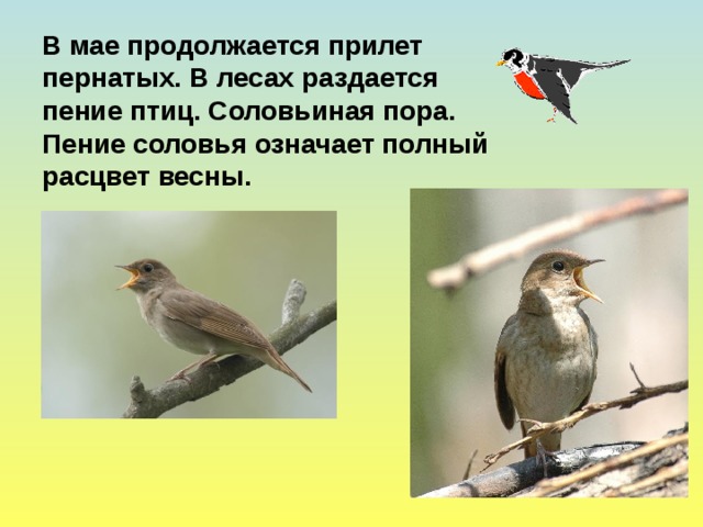В мае продолжается прилет пернатых. В лесах раздается пение птиц. Соловьиная пора. Пение соловья означает полный расцвет весны.  