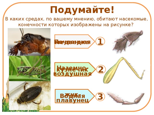 Сделай подписи к рисункам окружающий мир 2 класс рогоз жук плавунец