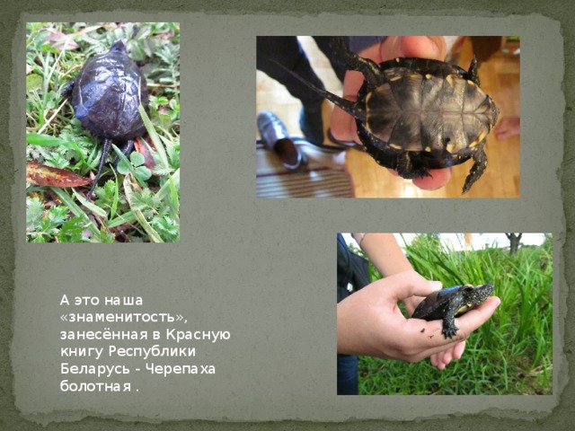 А это наша «знаменитость», занесённая в Красную книгу Республики Беларусь - Черепаха болотная .