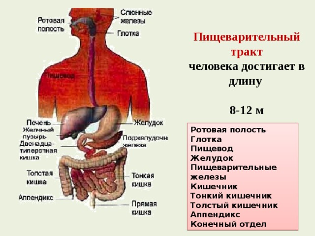 Пищеварительный тракт человека достигает в длину  8-12 м Ротовая полость Глотка Пищевод Желудок Пищеварительные железы Кишечник Тонкий кишечник Толстый кишечник Аппендикс Конечный отдел 