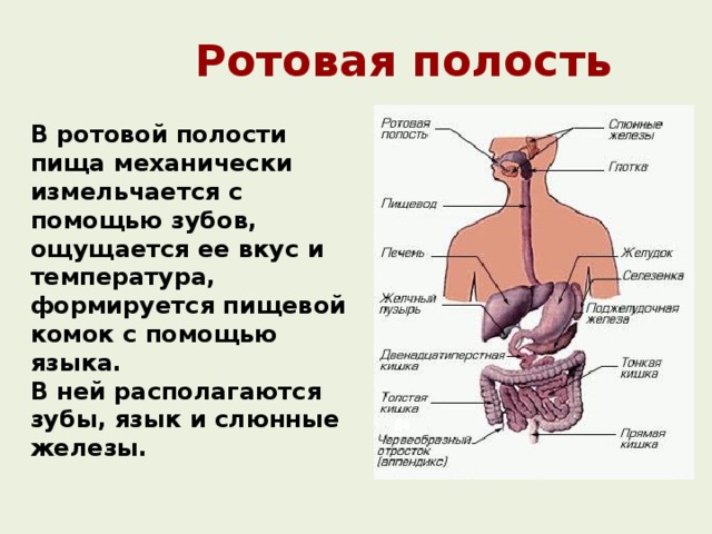 Полость пища. Пищевой комок в ротовой полости формируется. Дополните схему процесса пищеварения пища ротовая полость. В ротовой полости пища размельчается --------.. Где формируется пищевой комок.