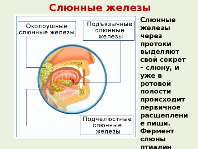 Функции слюны расщепление. Слюнные железы биология 8 класс. Ферменты ротовой полости. Слюнные железы ферменты.