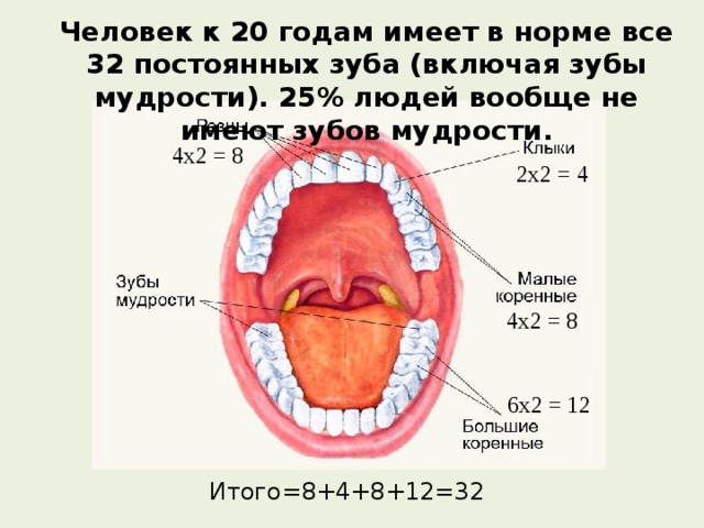 Человек к 20 годам имеет в норме все 32 постоянных зуба (включая зубы мудрости). 25% людей вообще не имеют зубов мудрости. 4 x2 = 8 2 x2 = 4 4 x2 = 8 Закрепляем материал. Анимация стрелки. Что это такое? 6 x2 = 12 Итого=8+4+8+12=32 15 