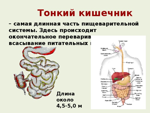 Тонкий кишечник – самая длинная часть пищеварительной системы. Здесь происходит окончательное переваривание и всасывание питательных веществ. Длина около 4,5-5,0 м 