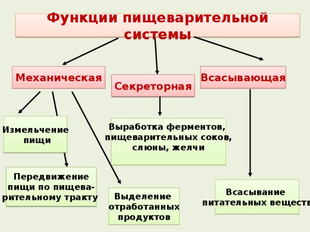 Функции пищеварительной системы Всасывающая Механическая Секреторная Измельчение  пищи Выработка ферментов, пищеварительных соков, слюны, желчи  Передвижение пищи по пищева- рительному тракту  Всасывание питательных веществ Выделение отработанных продуктов 