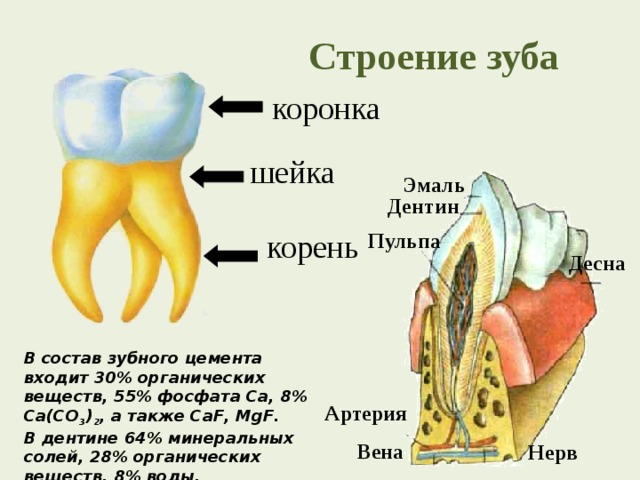 Строение зуба коронка шейка Эмаль Дентин корень Пульпа Десна В состав зубного цемента входит 30% органических веществ, 55% фосфата Са, 8% Са(СО 3 ) 2 , а также CaF, MgF. В дентине 64% минеральных солей, 28% органических веществ, 8% воды. Артерия Вена Нерв 