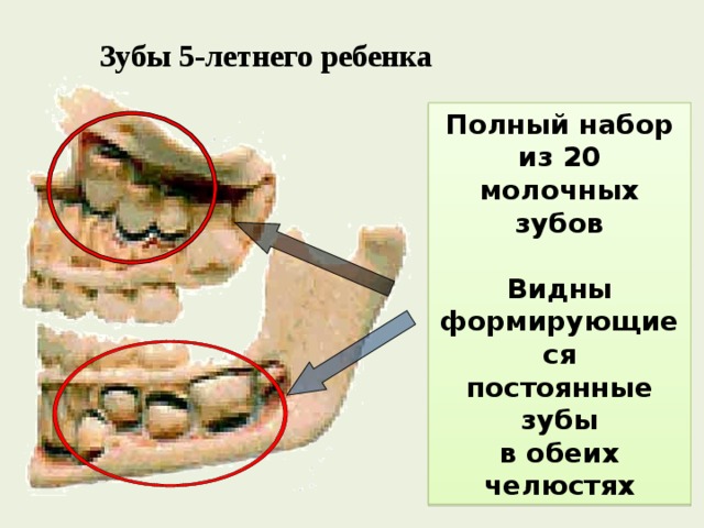 Зубы 5-летнего ребенка Полный набор из 20 молочных зубов  Видны формирующиеся постоянные зубы в обеих челюстях 