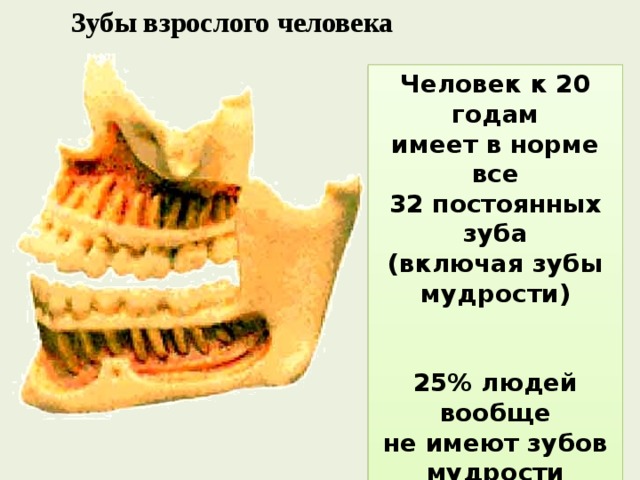 Зубы взрослого человека Человек к 20 годам имеет в норме все 32 постоянных зуба (включая зубы мудрости)   25% людей вообще не имеют зубов мудрости  