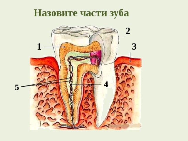 Назовите части зуба 2 3 1 4 5 