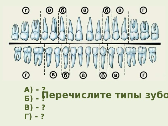 А) - ? Б) - ? В) - ? Г) - ? Перечислите типы зубов 