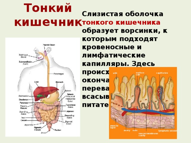 Тонкий кишечник Слизистая оболочка тонкого кишечника образует ворсинки, к которым подходят кровеносные и лимфатические капилляры. Здесь происходит окончательное переваривание и всасывание питательных веществ. 