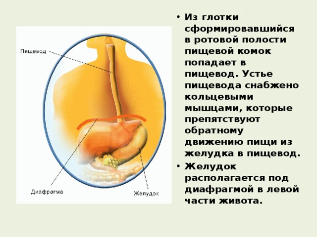 Из глотки сформировавшийся в ротовой полости пищевой комок попадает в пищевод. Устье пищевода снабжено кольцевыми мышцами, которые препятствуют обратному движению пищи из желудка в пищевод. Желудок располагается под диафрагмой в левой части живота. 