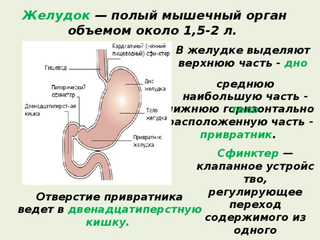 Желудок  — полый мышечный орган объемом около 1,5-2 л. В желудке выделяют верхнюю часть - дно среднюю наибольшую часть - тело нижнюю горизонтально расположенную часть - привратник . Сфинктер — клапанное устройство, регулирующее переход содержимого из одного органа организма в другой Отверстие привратника ведет в  двенадцатиперстную кишку. 