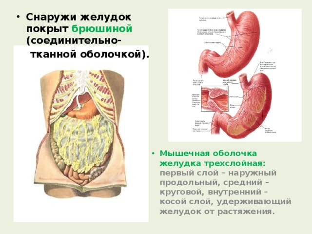 Снаружи желудок покрыт брюшиной (соединительно-  тканной оболочкой). Мышечная оболочка желудка трехслойная: первый слой – наружный продольный, средний – круговой, внутренний – косой слой, удерживающий желудок от растяжения. 