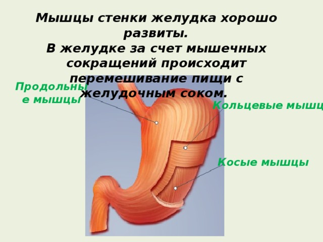 Мышцы стенки желудка хорошо развиты. В желудке за счет мышечных сокращений происходит перемешивание пищи с желудочным соком.  Продольные мышцы Кольцевые мышцы Косые мышцы 