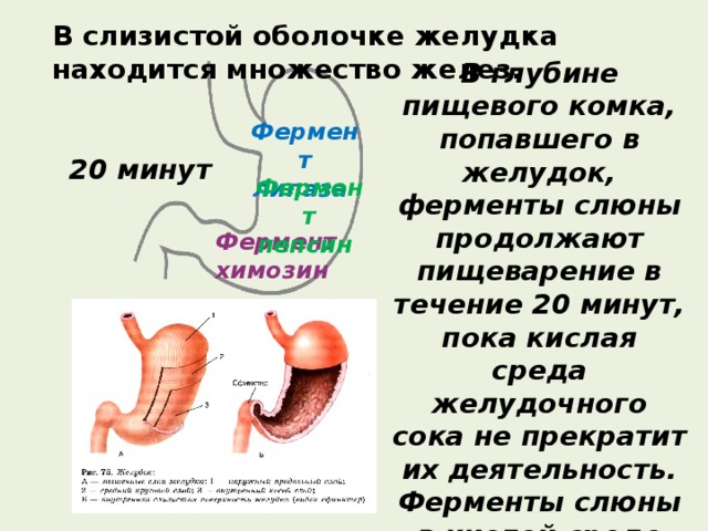 Почему стоит желудок. Регенерация слизистой оболочки желудка. Слизистая оболочка желудка и кишечника. Что находится в слизистой оболочке желудка.