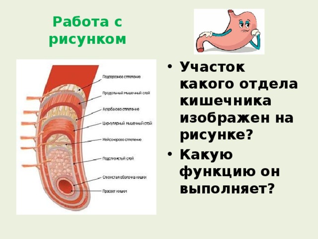Работа с рисунком Участок какого отдела кишечника изображен на рисунке? Какую функцию он выполняет? 