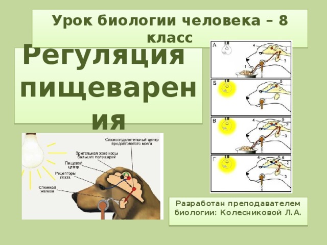 Урок биологии человека – 8 класс Регуляция  пищеварения Разработан преподавателем биологии: Колесниковой Л.А. 