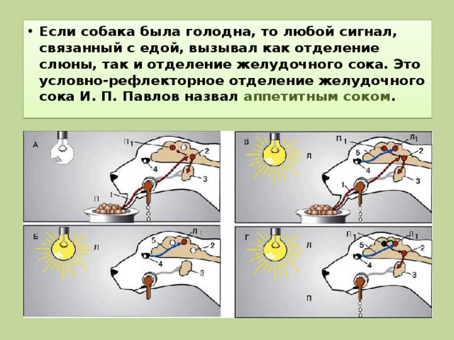 Если собака была голодна, то любой сигнал, связанный с едой, вызывал как отделение слюны, так и отделение желудочного сока. Это условно-рефлекторное отделение желудочного сока И. П. Павлов назвал аппетитным соком . 