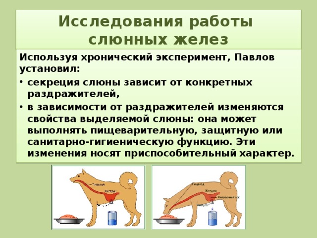 Регуляция пищеварения