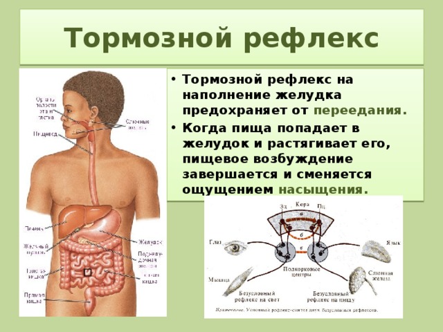 Желудочно желудочный рефлекс. Торможение рефлексов. Рефлексы пищеварительной системы. Рефлекторная желудок.