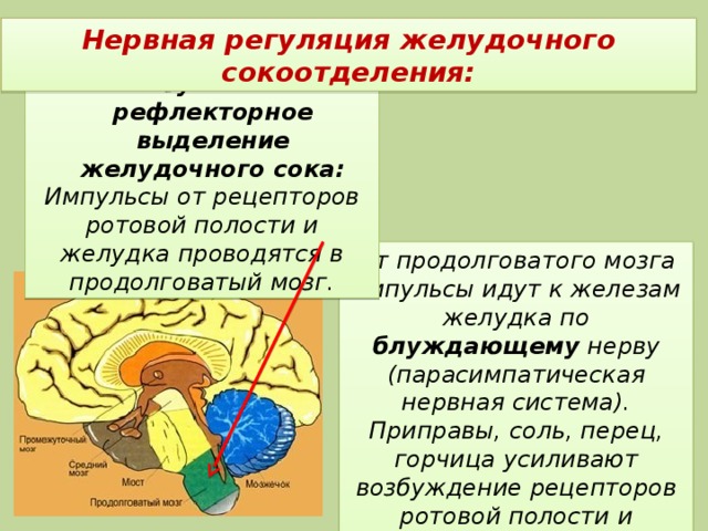 Нервная регуляция желудочного сокоотделения: Безусловно-рефлекторное выделение желудочного сока: Импульсы от рецепторов ротовой полости и желудка проводятся в продолговатый мозг. От продолговатого мозга импульсы идут к железам желудка по блуждающему нерву (парасимпатическая нервная система). Приправы, соль, перец, горчица усиливают возбуждение рецепторов ротовой полости и желудка, улучшая аппетит 
