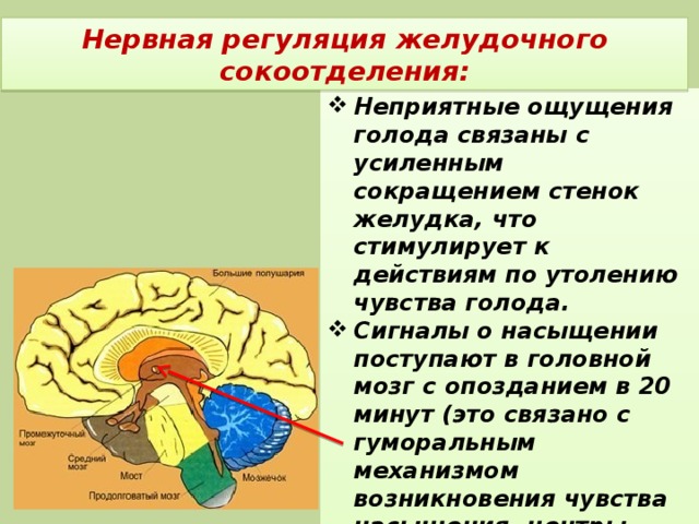 Отдел мозга отвечающий за пищеварение. Центр пищеварения в головном мозге. Регуляция пищеварения отдел мозга. Нервная регуляция желудка. Центр голода расположен