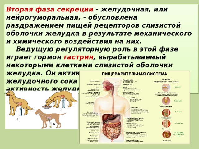 Вторая фаза секреции  - желудочная, или нейрогуморальная, - обусловлена раздражением пищей рецепторов слизистой оболочки желудка в результате механического и химического воздействия на них.  Ведущую регуляторную роль в этой фазе играет гормон гастрин , вырабатываемый некоторыми клетками слизистой оболочки желудка. Он активирует секрецию желудочного сока и регулирует двигательную активность желудка и кишечника. 