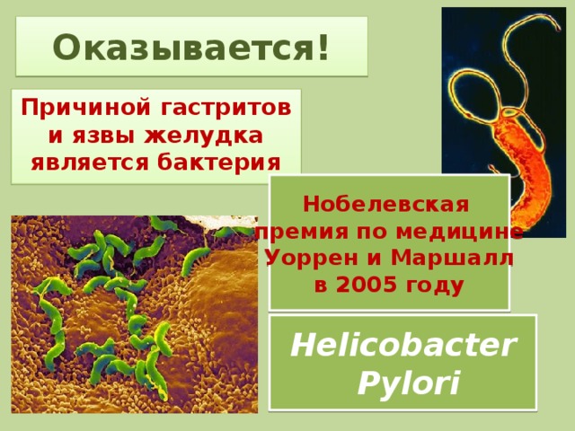 Оказывается! Причиной гастритов и язвы желудка является бактерия Нобелевская премия по медицине Уоррен и Маршалл в 2005 году Helicobacter  Pylori 