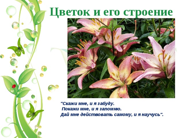 Цветок и его строение 